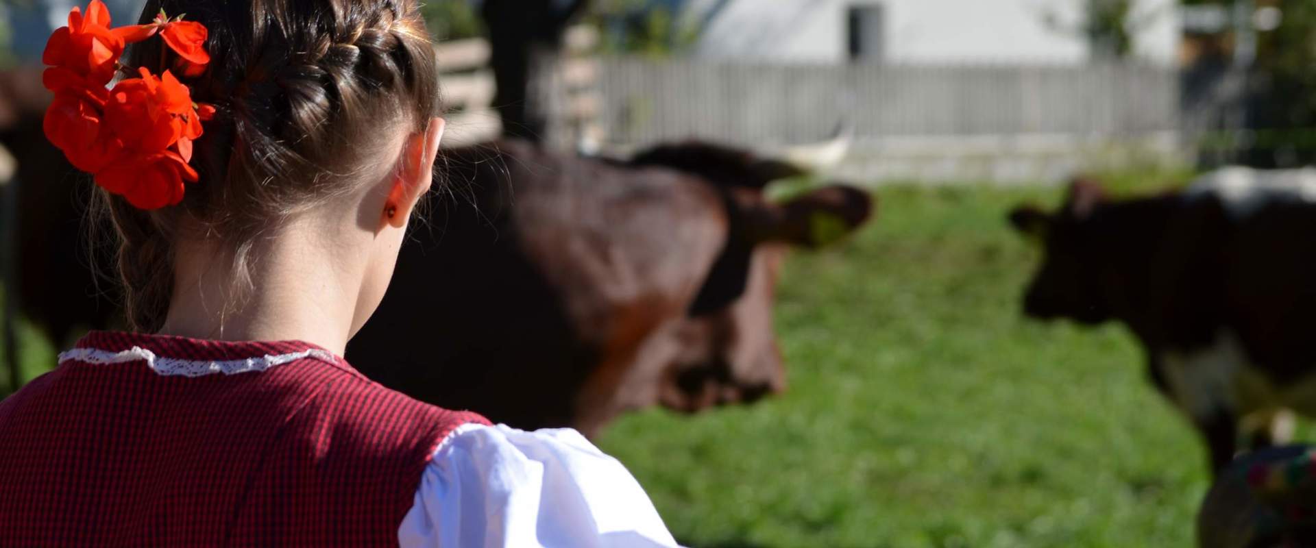 Girl from the back with cows.