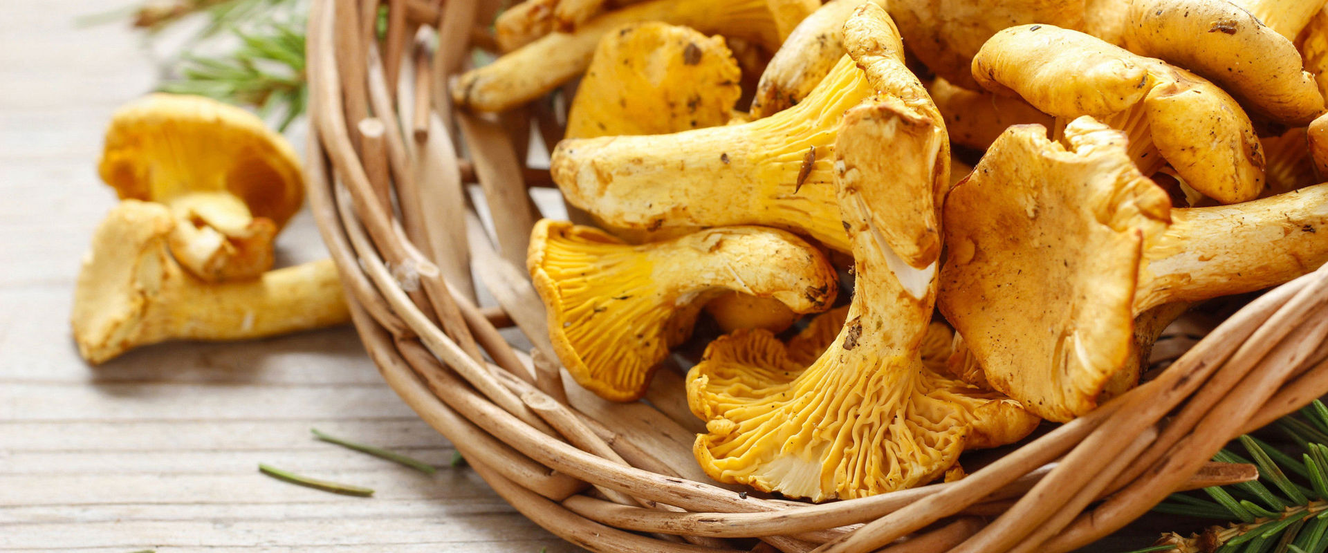 Chanterelles Wooden basket with chanterelles.