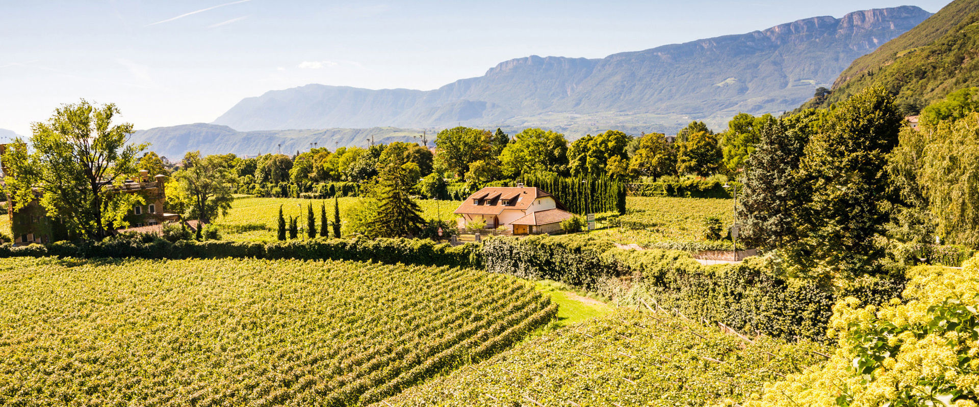 Vineyards  Hilly landscape with vineyards and a country estate.