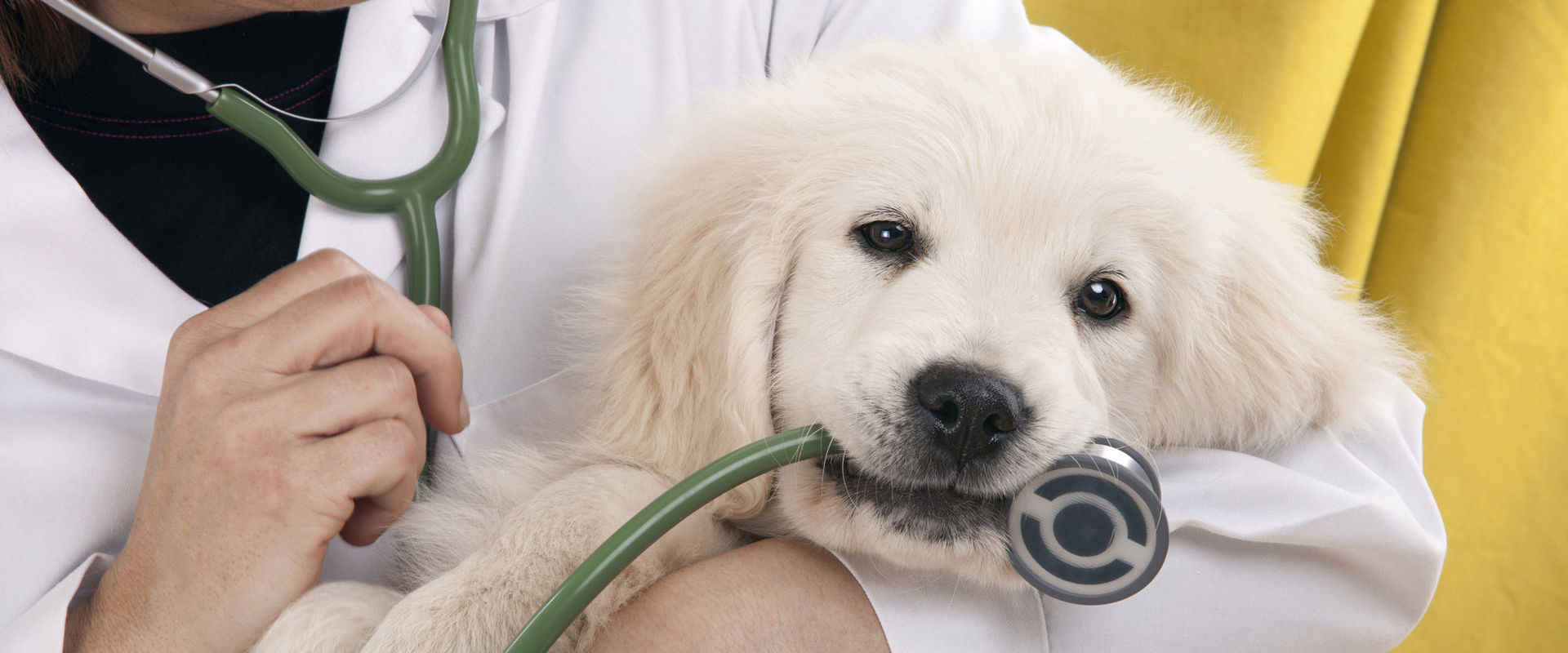 Veterinarians Vet holding a small white dog in his arms, nibbling on his stethoscope.