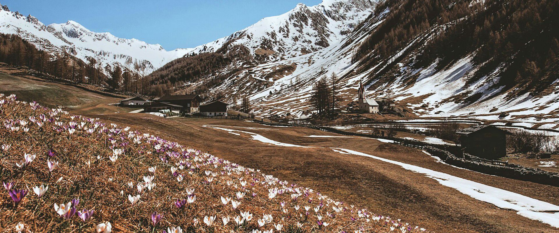 Crocus meadow, small church and mountains in the Ahrntal.
