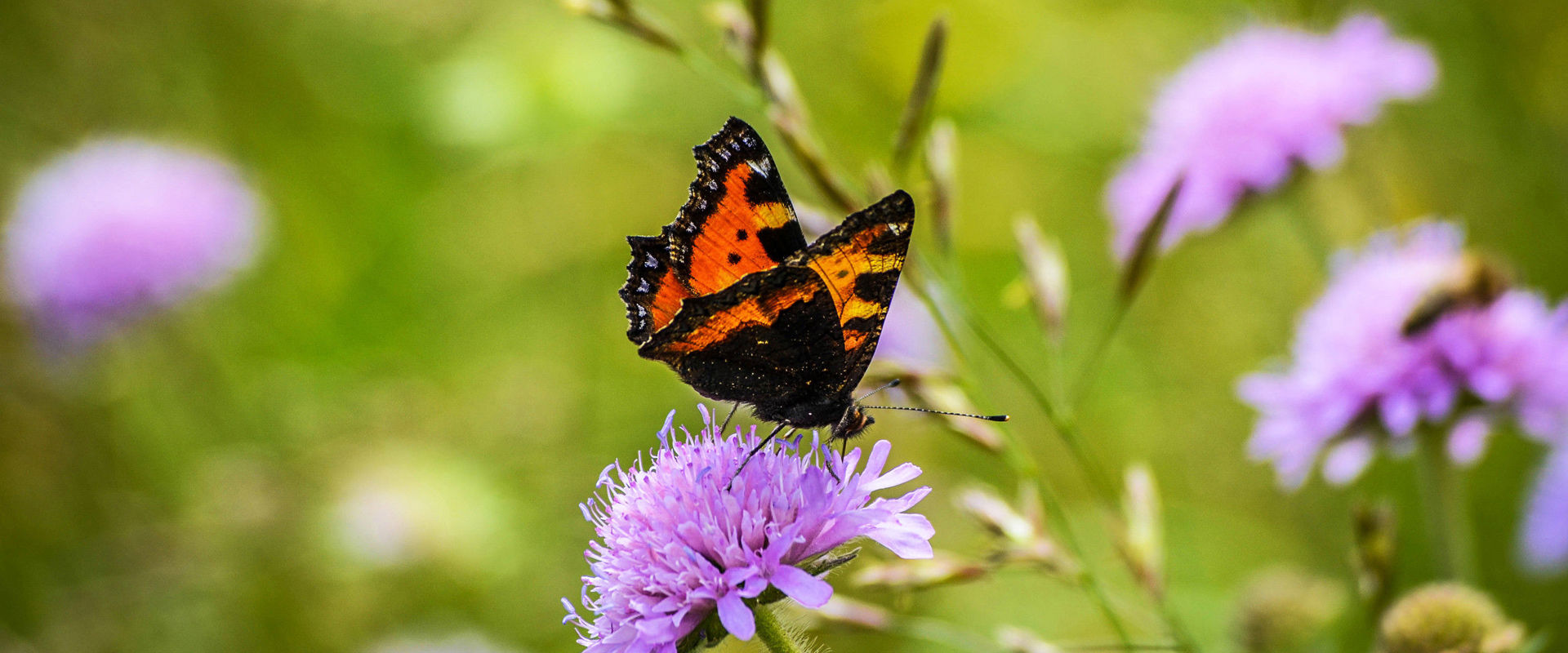 Orange butterfly Orange butterfly sitting on a purple flower.