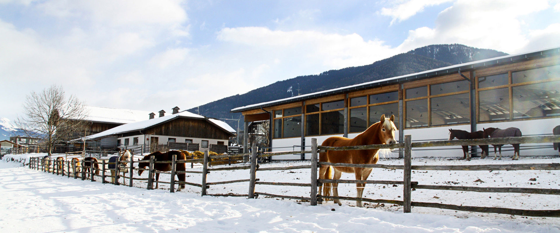Fenced Haflinger horses on the Kronplatz in a snowy landscape.