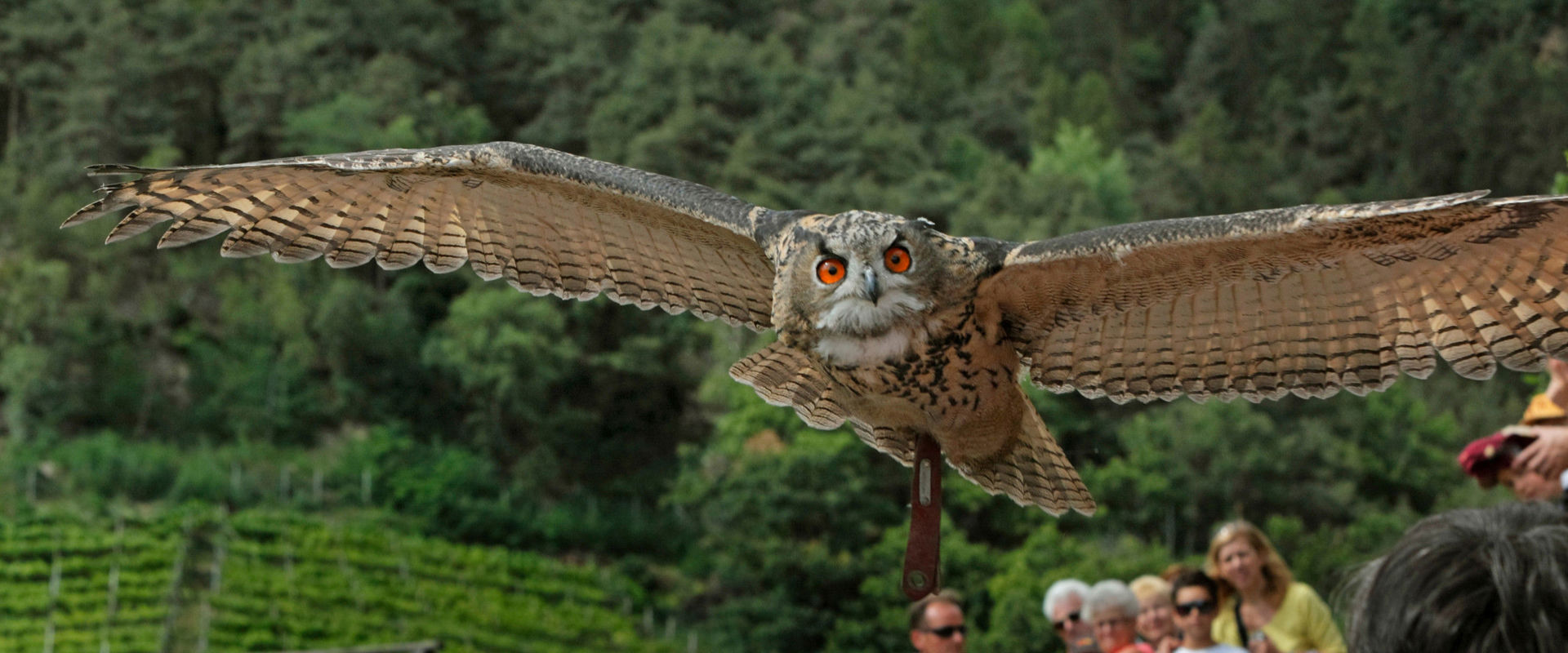 Care centre for bird fauna Close-up of an owl in flight.
