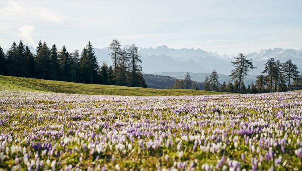 Les crocus en fleurs dans les montagnes du Tyrol du Sud