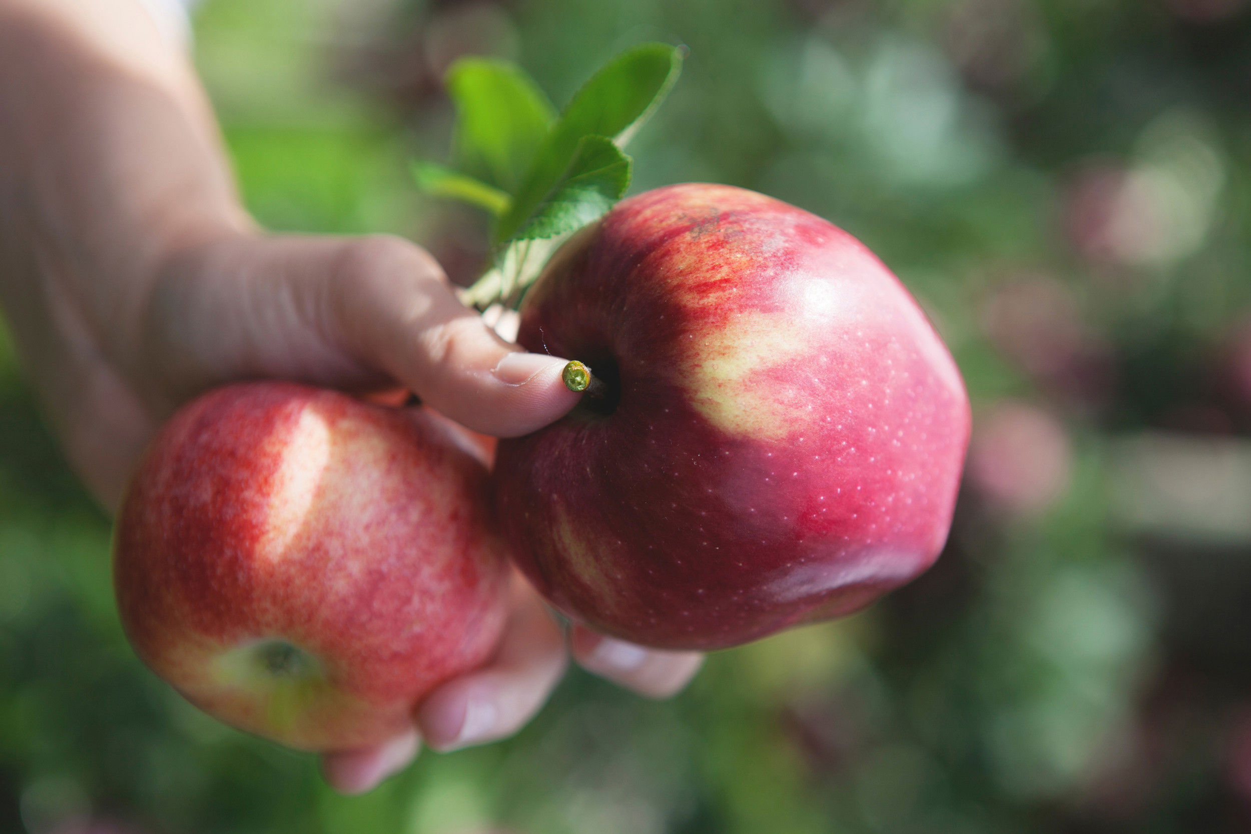 2 red apples in one hand.