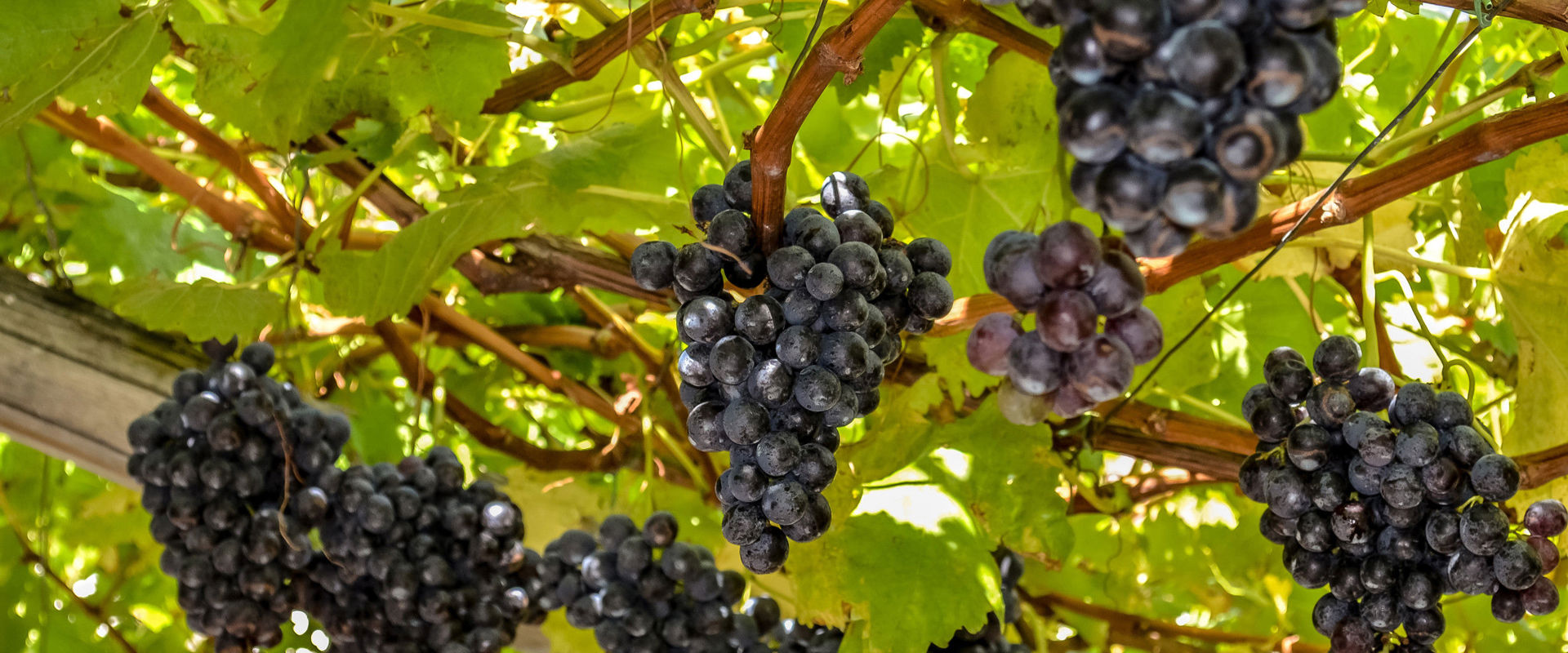 Red grape varieties