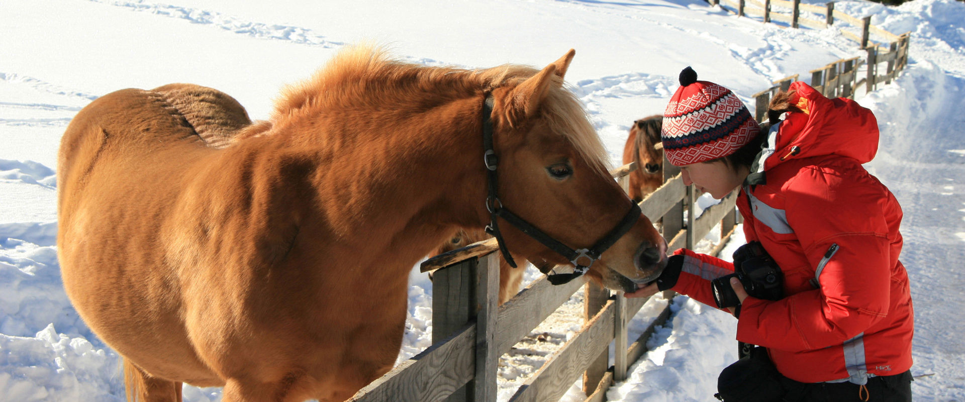 Horse in the wintry snowy landscape  Child stroking a horse behind the fence.