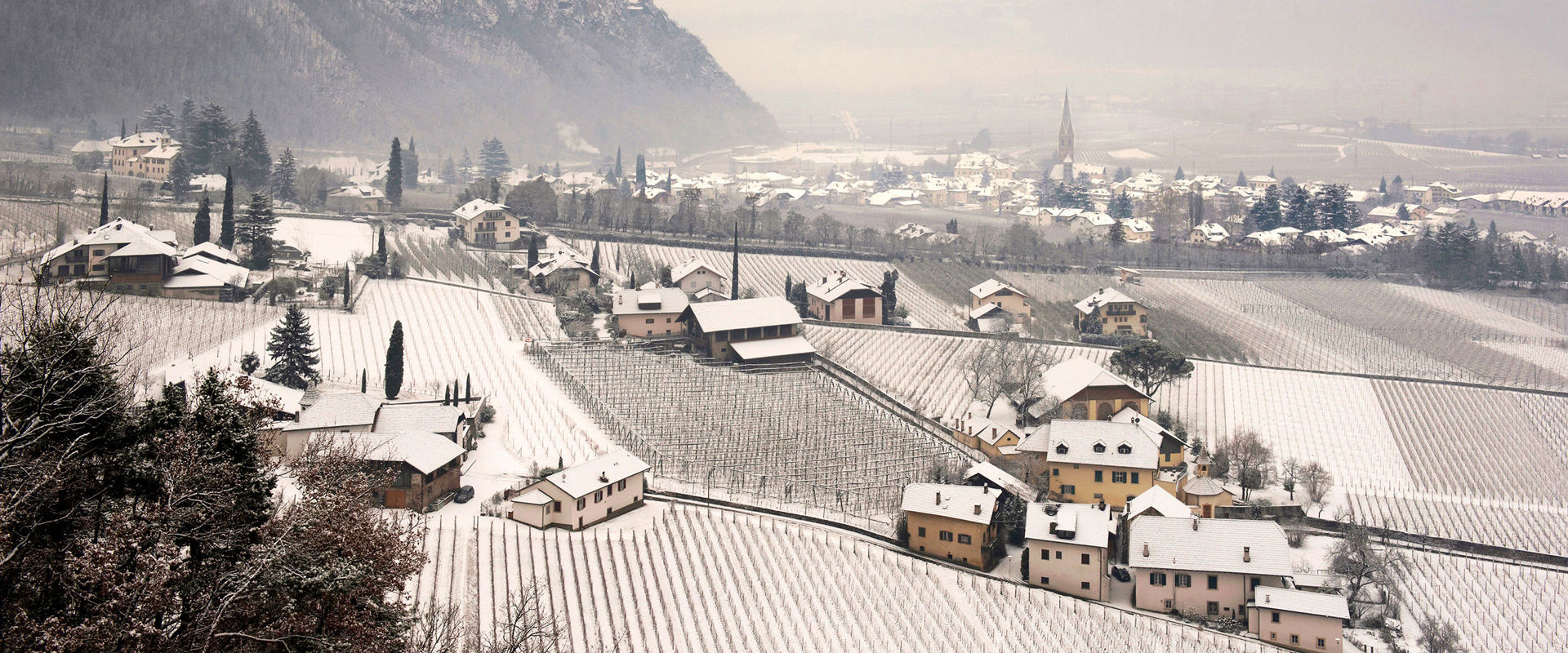 Terlan in winter View of Terlan in winter in the middle of bare vines and fruit trees.