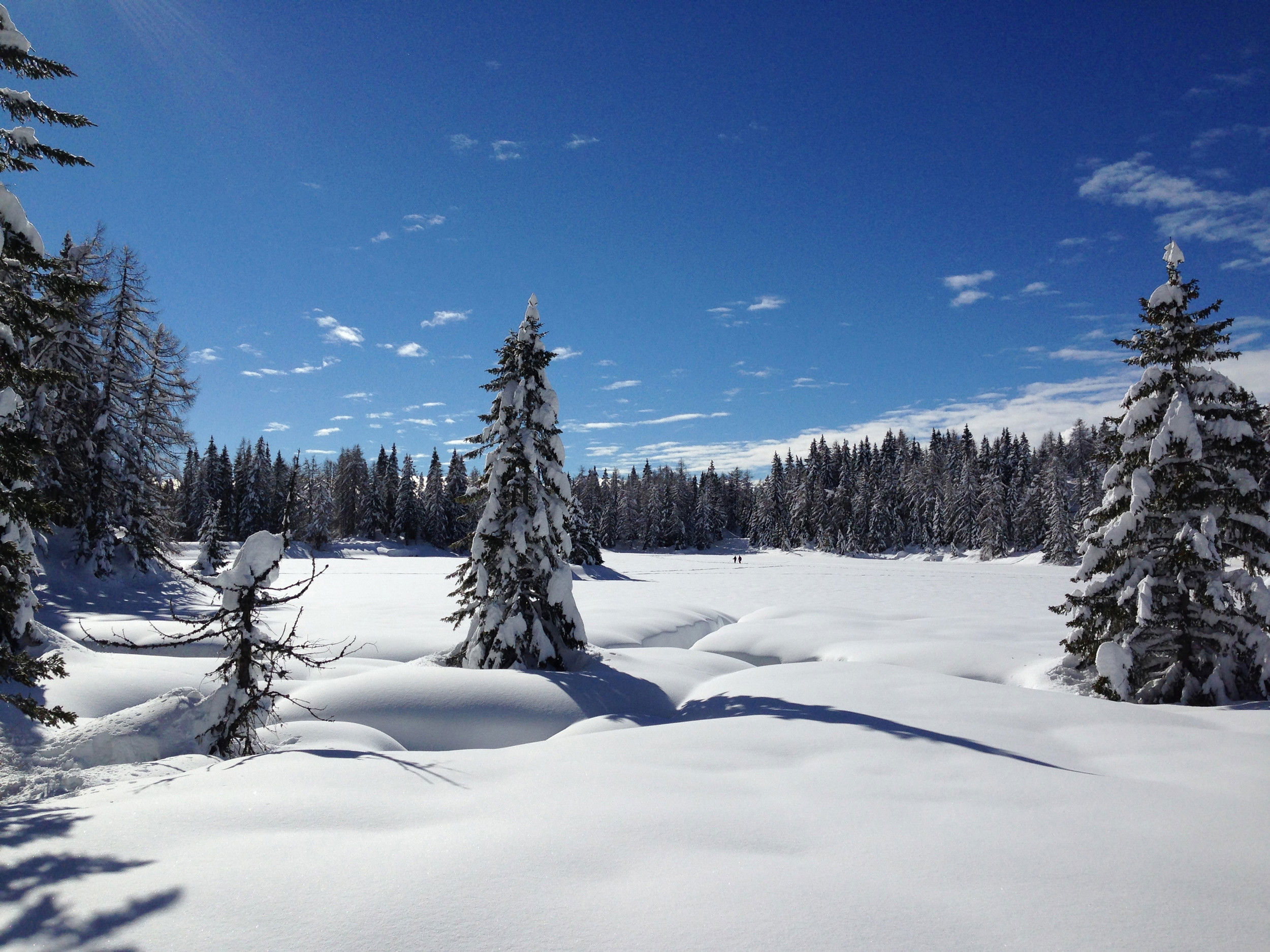 Forest and snow landscape in Laurein