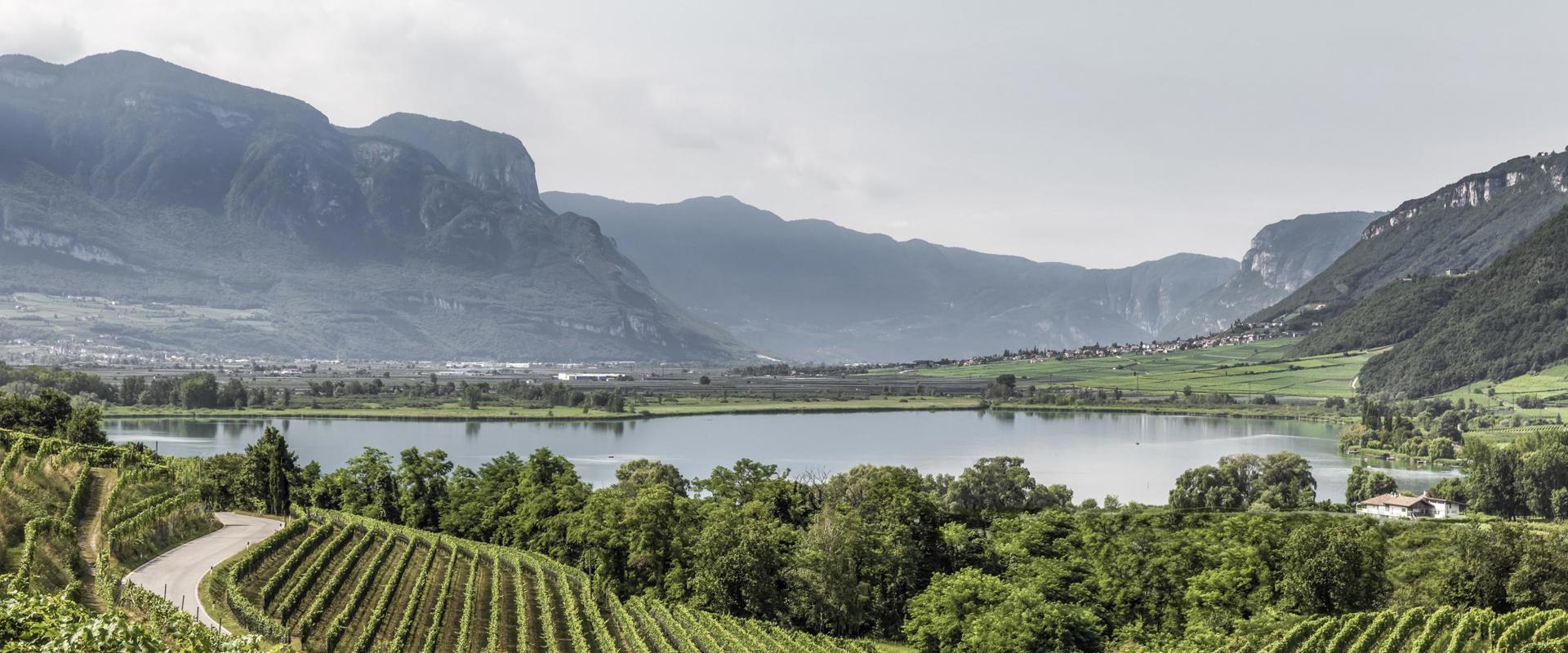 Lake Kaltern with vines.