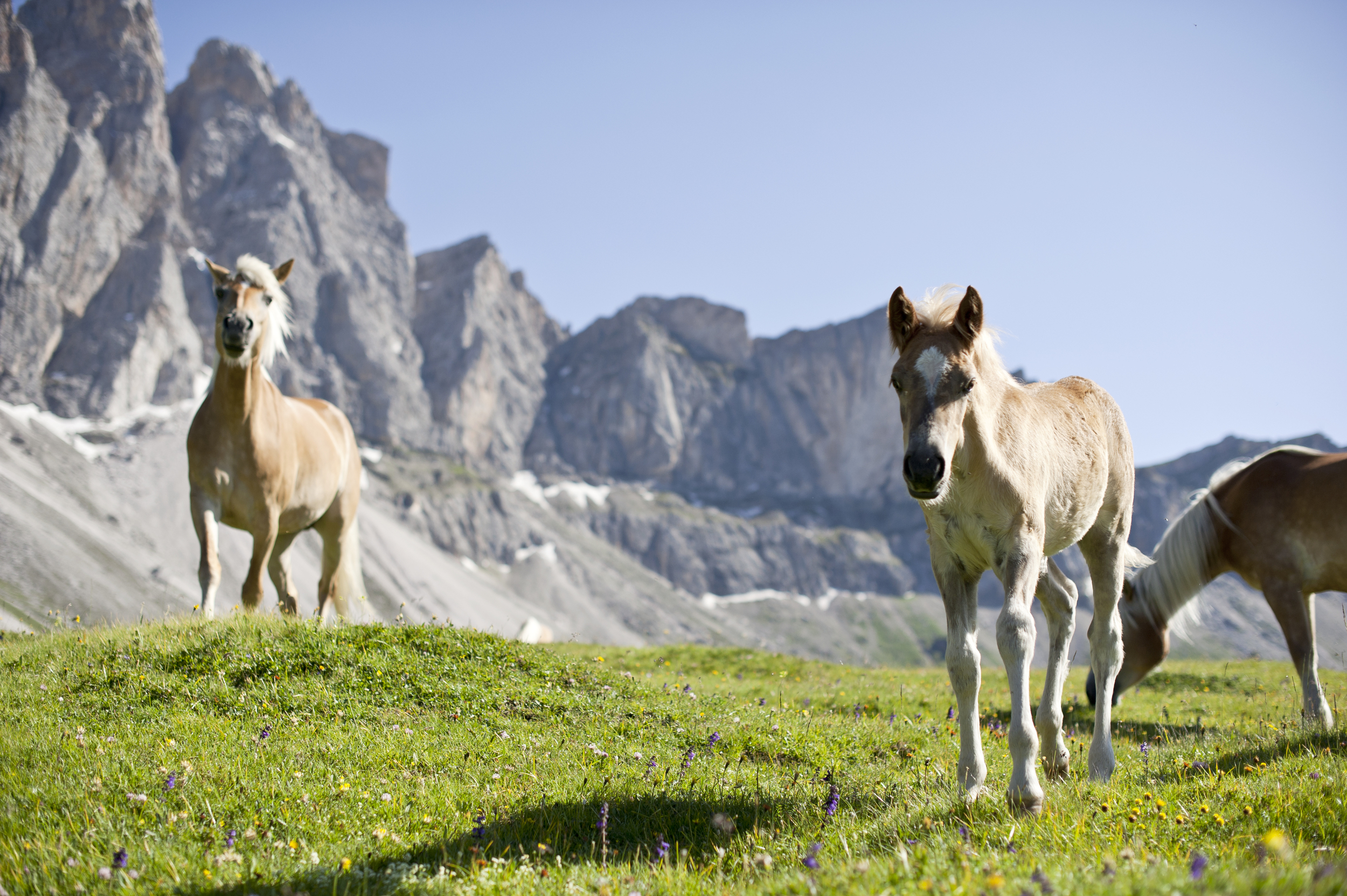 Haflinger horses on a green alpine meadow in South Tyrol, with mountain landscape in the background
