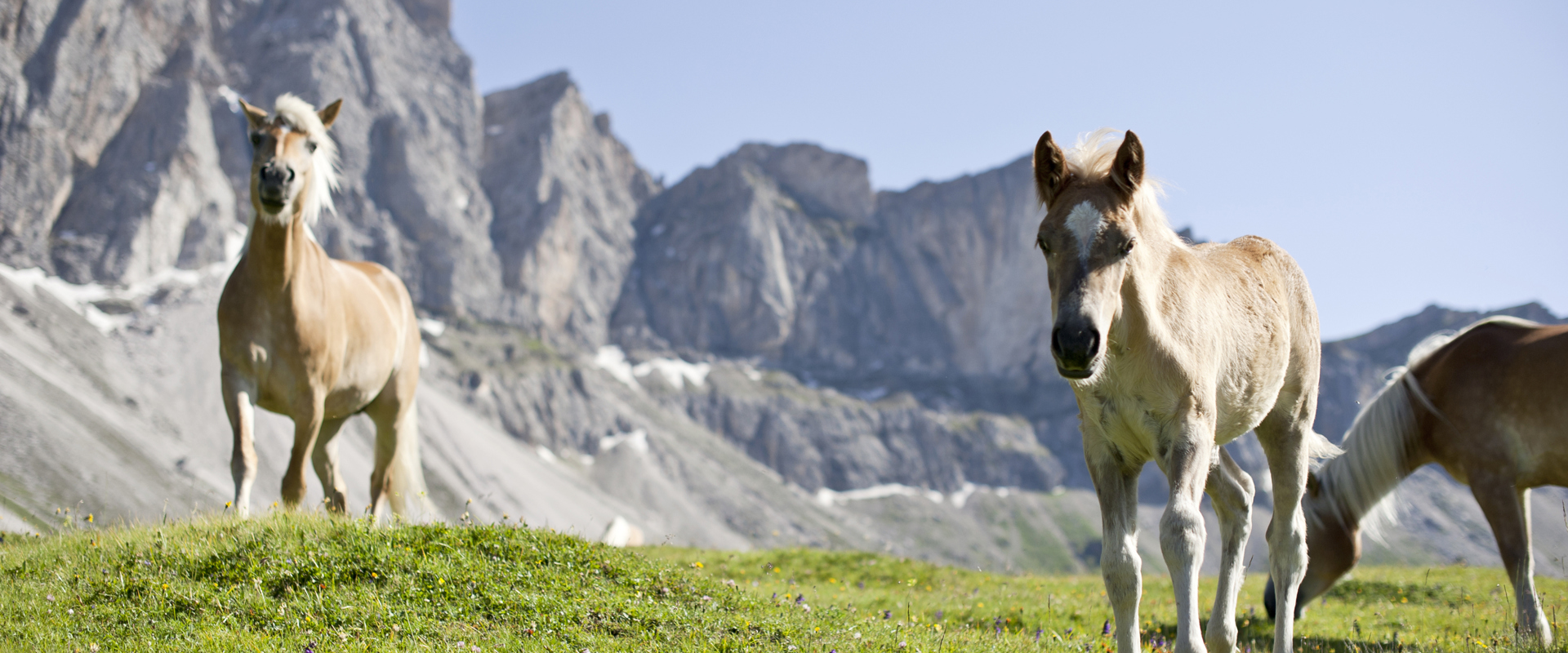 Haflinger horses Haflinger horses on a green alpine meadow in South Tyrol, with mountain landscape in the background
