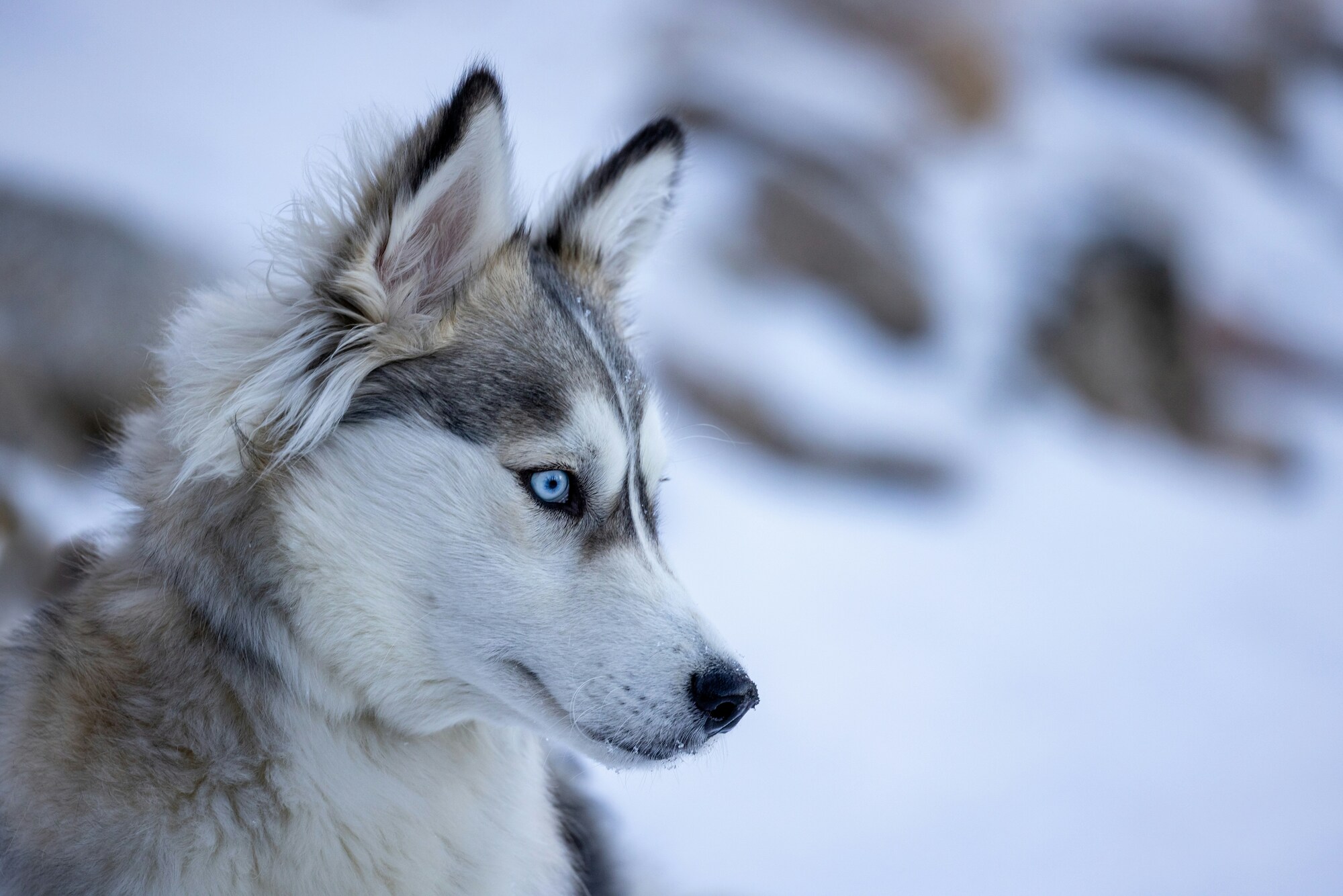 Close-up of a dog's head of the Husky breed.