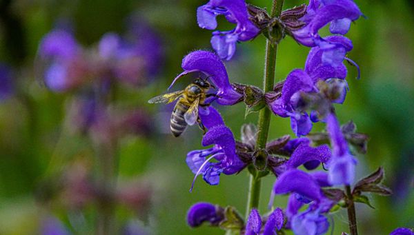 Des abeilles laborieuses et des hommes à Laion