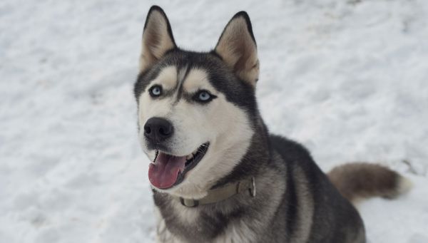 Promenade en traîneau avec des huskys