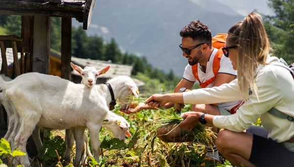 Expériences avec les animaux