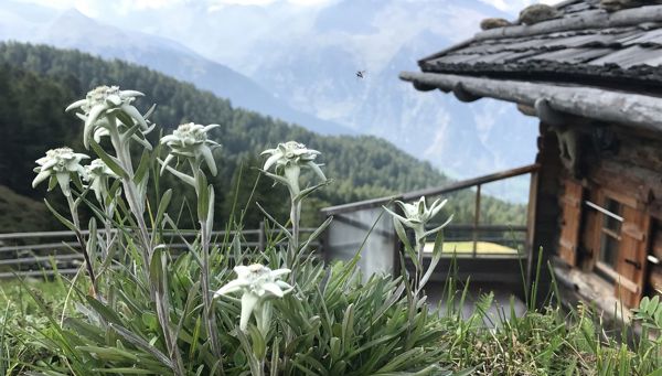 3 fleurs alpines célèbres