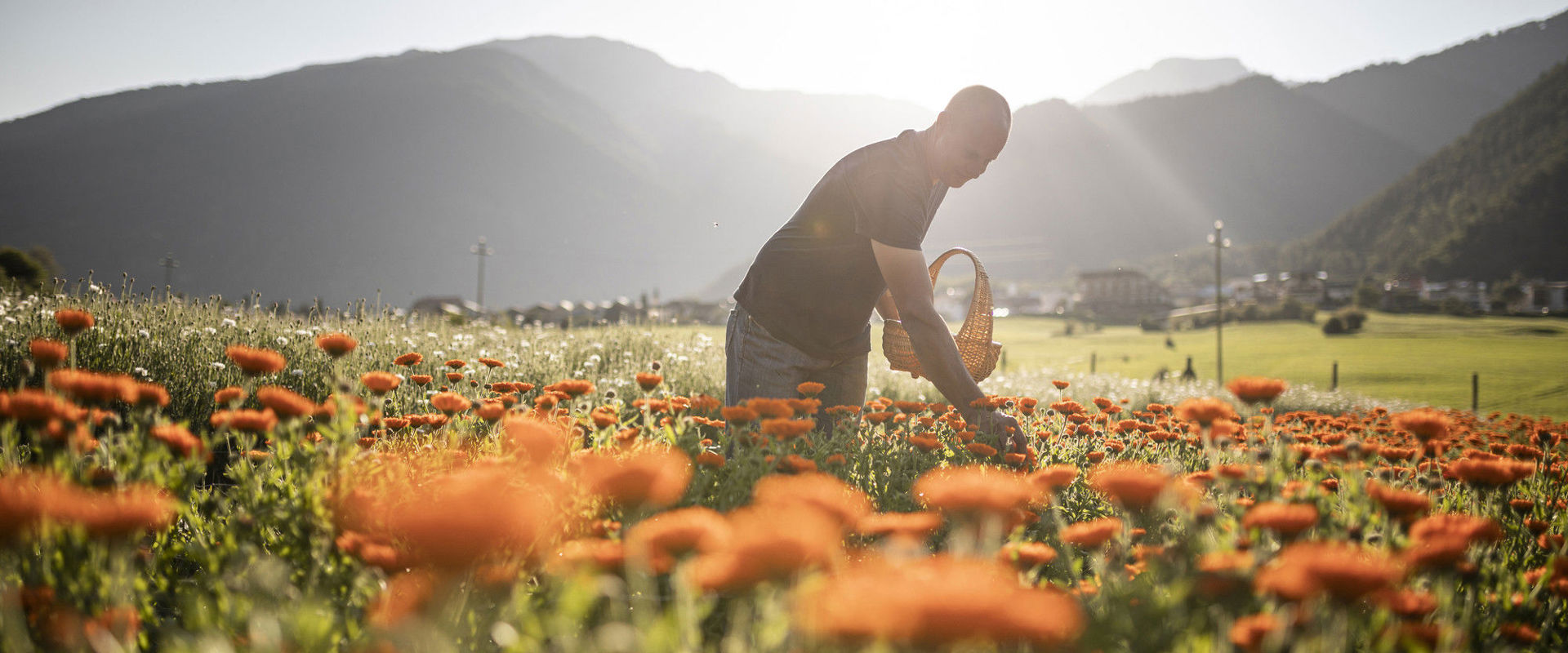 Man picking marigolds in a field. In the background you can see the mountains.