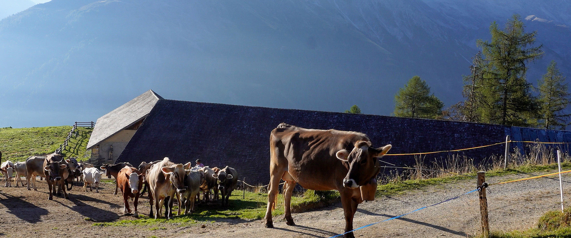 Almabtrieb in Prad am Stilfserjoch Cows stand in front of the hut.
