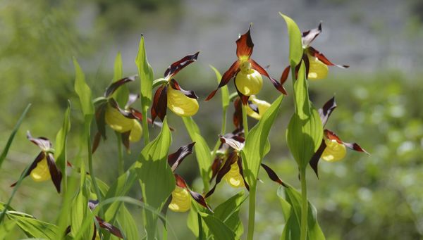 Beautés protégées - orchidées sauvages dans le Tyrol du Sud