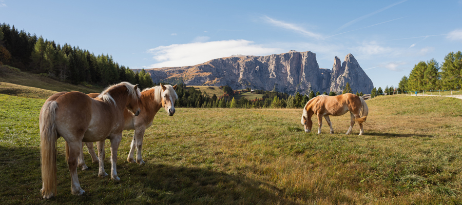 Three Haflinger horses in an alpine meadow against the backdrop of the Schlern mountain