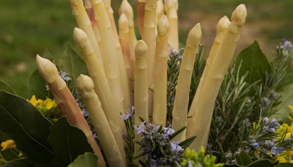 Les asperges ont le goût du printemps